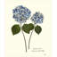 Plants & Flowers Print