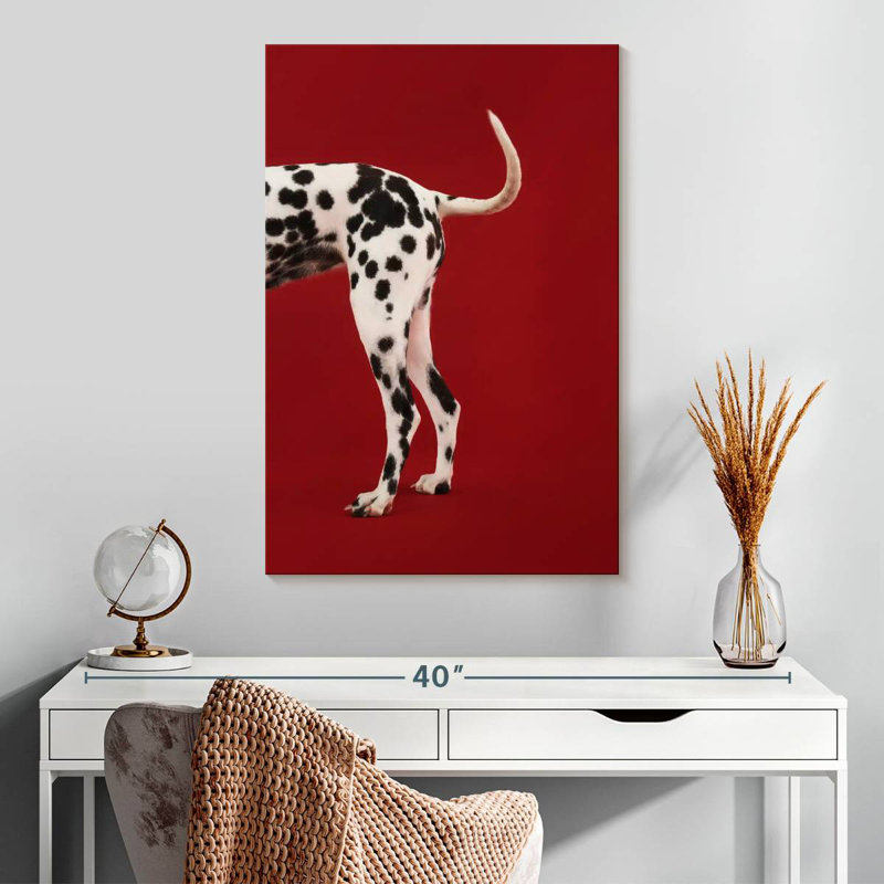 Queue dalmatienne, H 30 po x l 20 po
