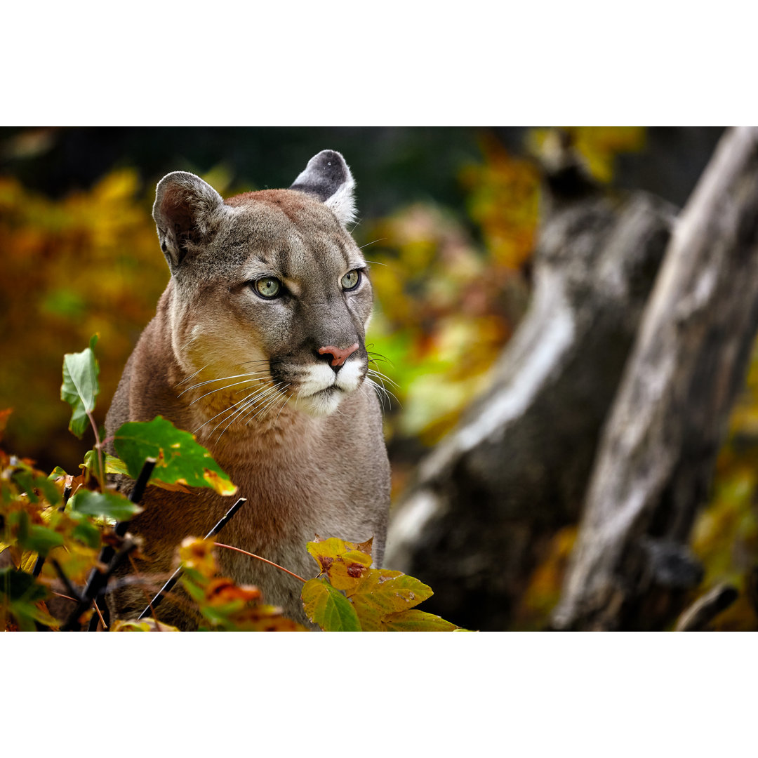 Leinwandbild Porträt eines schönen Pumas im Herbstwald American Cougar - Berglöwe