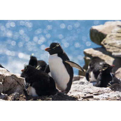 Akaki Rockhopper Penguins Family 1 Piece Wrapped Canvas Wall Art