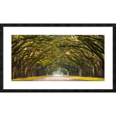 " Path Lined With Oak Trees "
