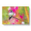 Hummingbird - Wrapped Canvas-55360419
