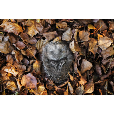 European Hedgehog - Wrapped Canvas Print