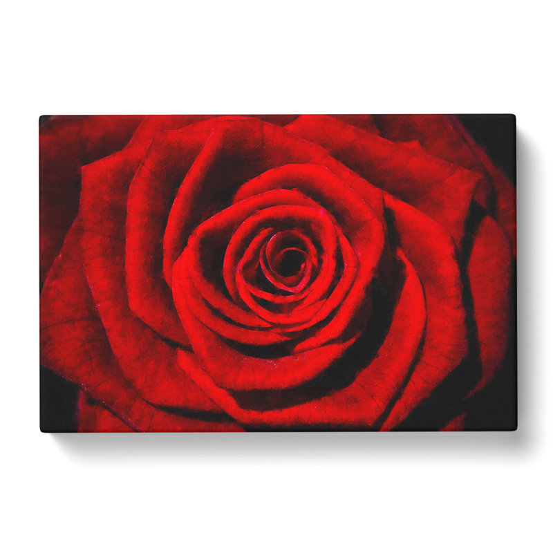 Red Rose Flower Vol.5 - Wrapped Canvas, 35cm H x 50cm W x 3cm D