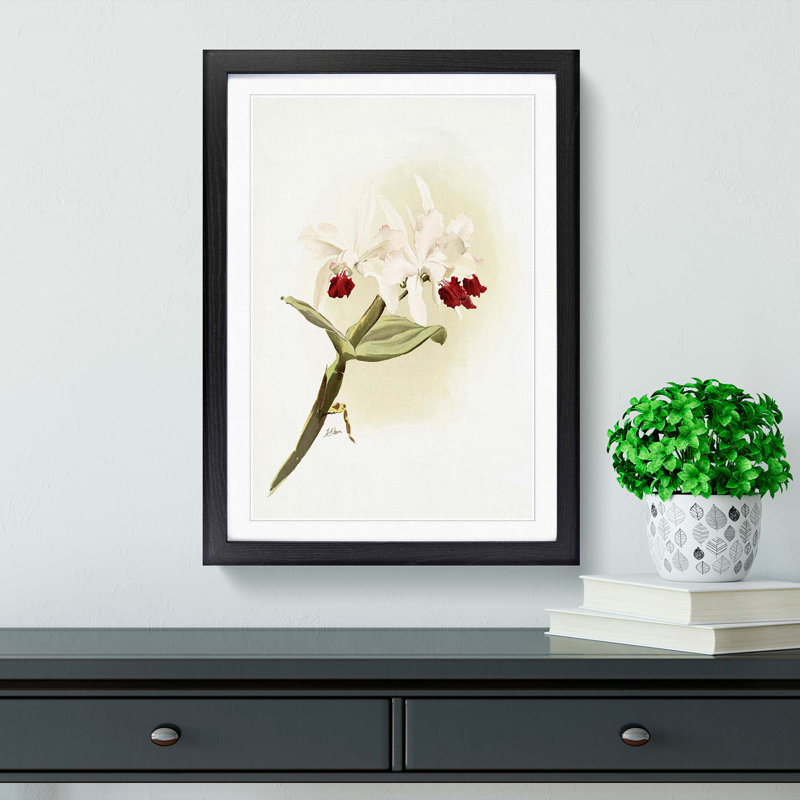 Magnolia Flowers Illustration Tab. 62 by Frederick Sander - Picture Frame Painting Print, Black, 76cm H x 50cm W x 2cm D