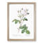 Cabbage Rose in Pale Pink by Pierre-Joseph Redoute - Picture Frame Art Print-55512681-55512677