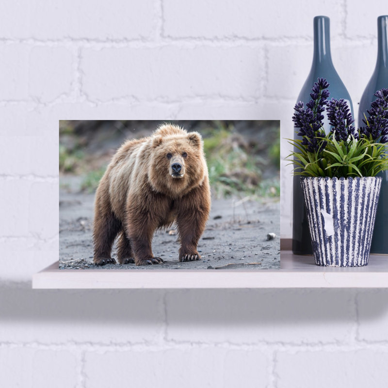 Majestic Grizzly Bear Contemporary Wall Art Print by Jeffrey C. Sink - 1 Piece Wrapped Canvas Wall Art, 30.48cm H x 45.72cm W