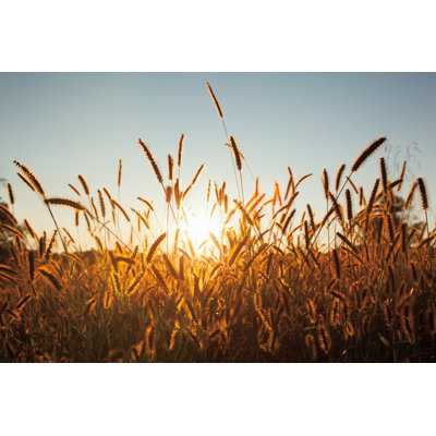 Grain du matin