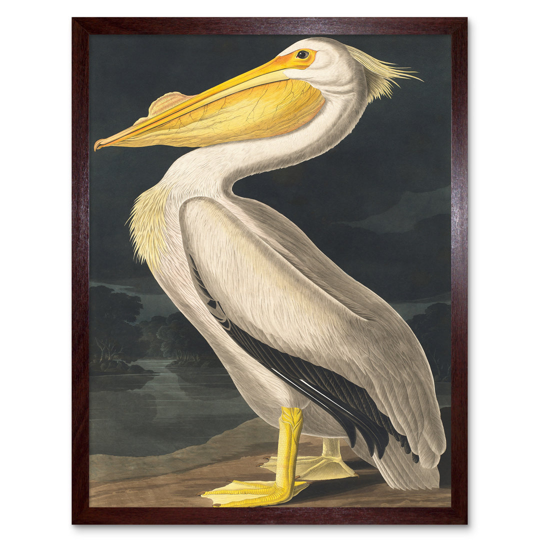 Audubon Style Vintage Detailed Pelican Bird - Print