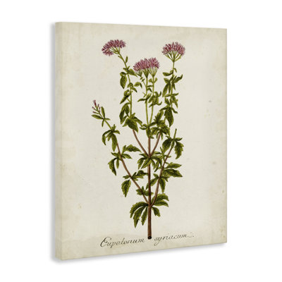 Art scientifique sur toile "Flower Study"