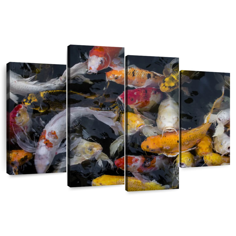 Poisson koi abondant