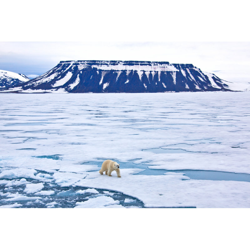 Polar Bear Walking On Ice - Wrapped Canvas Print, 30cm H x 46cm W x 3.8cm D