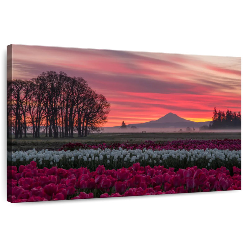 Alvord Tulip Field Sunset, 16" H x 24" W