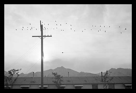 « birds on fil » par ansel adams-reproduction de photo non encadrée, H 20 po x l 30 po x P 1,5 po