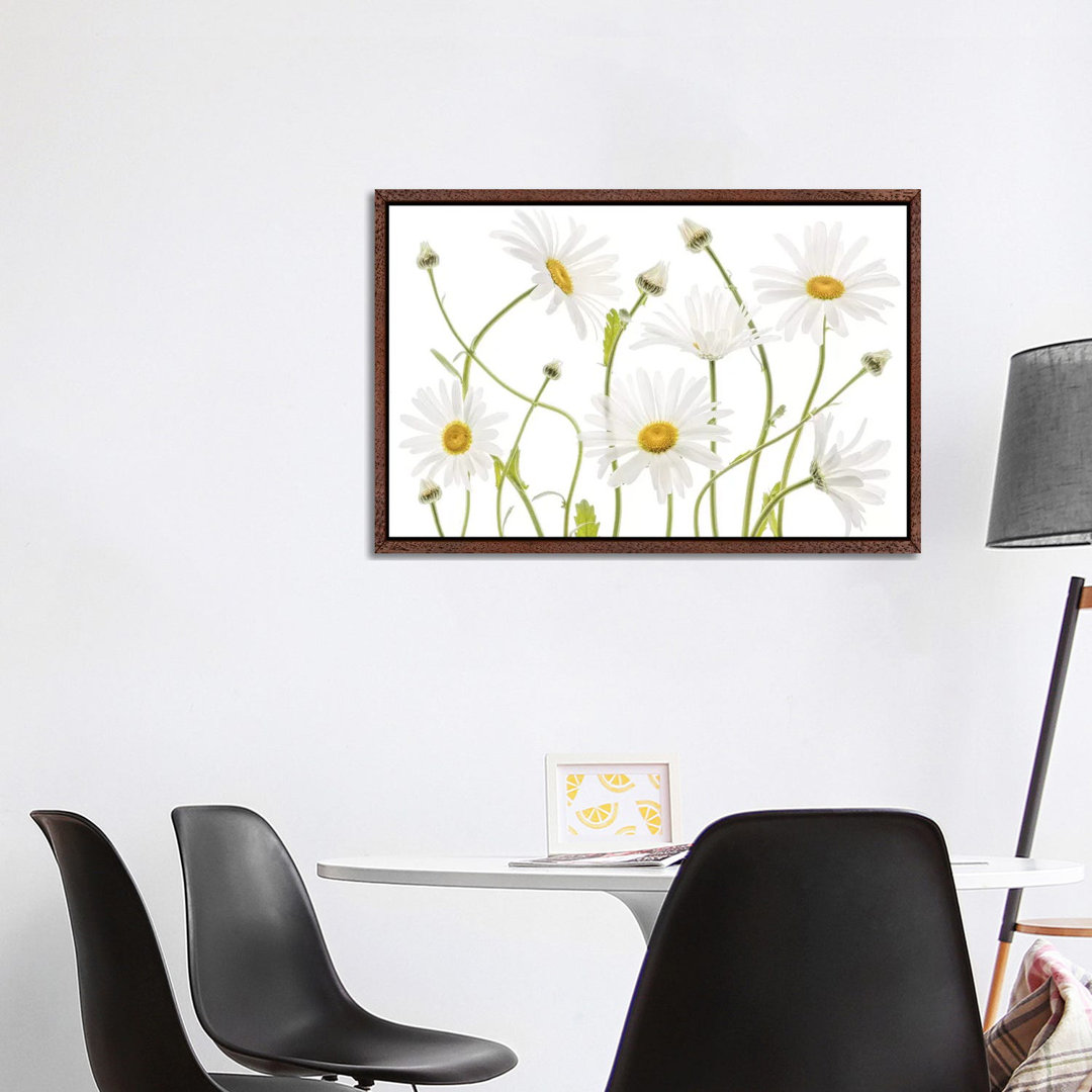 Ox Eye Daisies by Mandy Disher - Print on Canvas