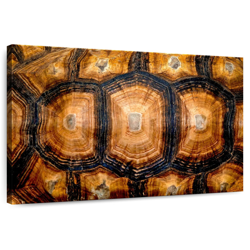 Turtle Shell, 8" H x 12" W