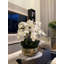 Pot à tiges d'orchidée Roberi-286301786-293210173
