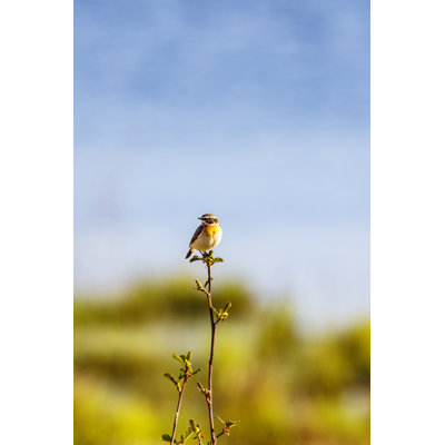 Beautiful Whinchat Bird - Wrapped Canvas Print