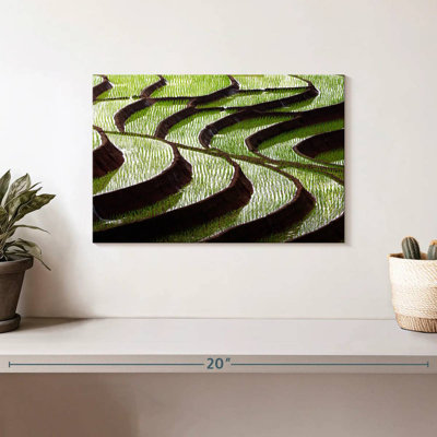 Curvy Rice Terraces