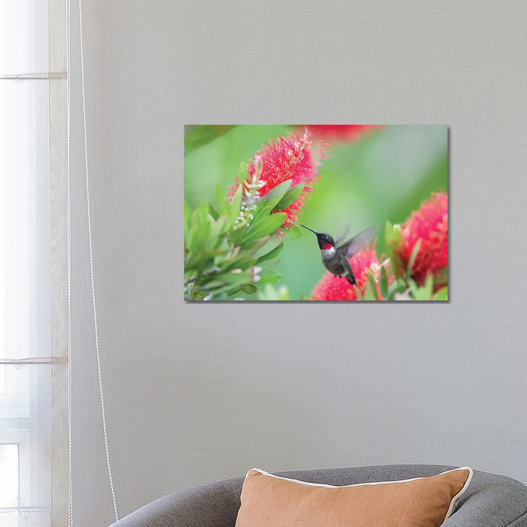 Ruby-Throated Hummingbird (Archilochus Colubris) Male Feeding. by Larry Ditto - Wrapped Canvas Print