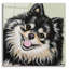 «Black and Tan Pomeranian» par Carolee Vitaletti, art mural en verre acrylique-1959711136