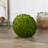 Preserved Boxwood Ball-1157085524