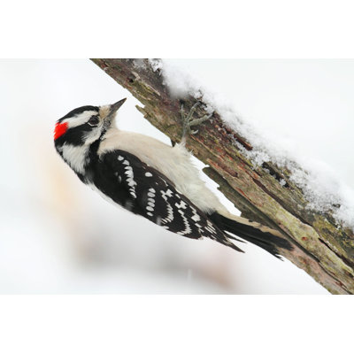 Loubins " Downy Woodpecker (Picoides Pubescens) "