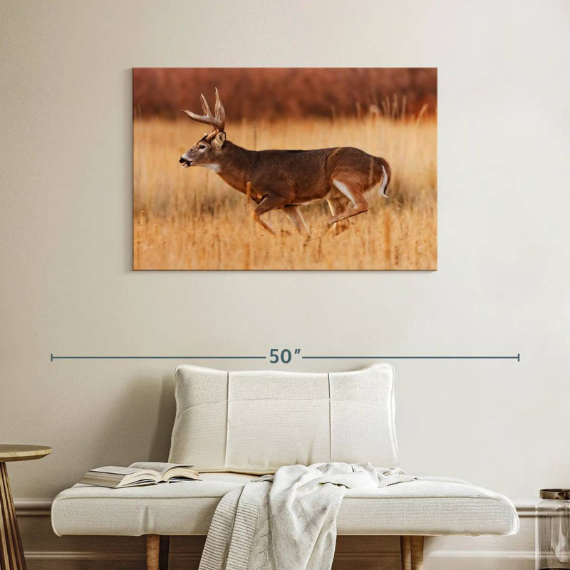 Brampt courir Buck, H 26 po x l 39 po