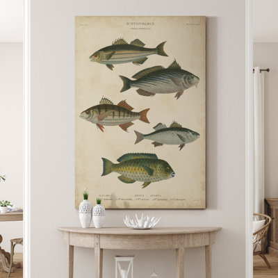 " Ichthyology III "