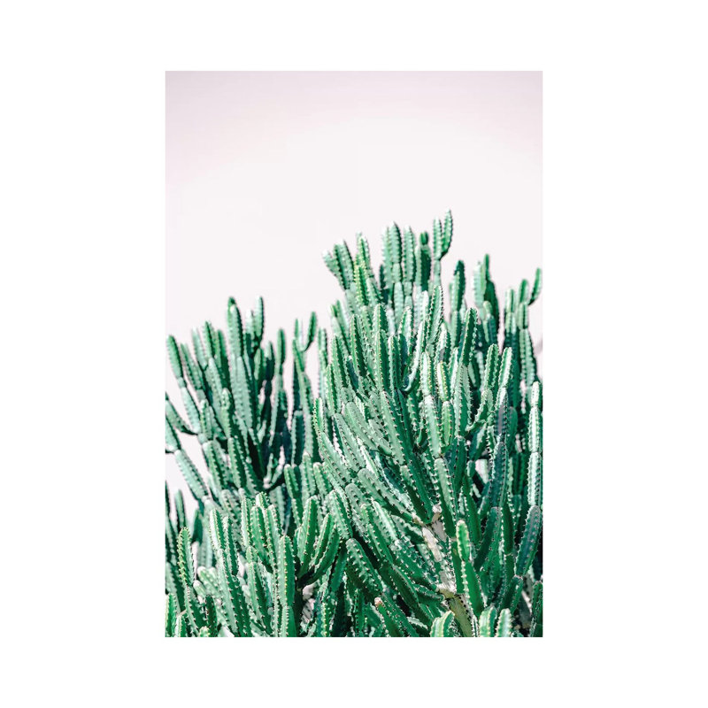 Desert Garden II by Ann Hudec - Wrapped Canvas Print, 20.32 cm H x 30.48 cm W