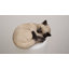 Animals Weather Resistant Polyresin Garden Statue