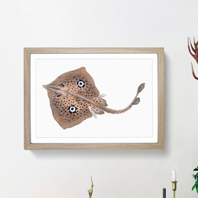 Brown Ray by Edward Donovan - Picture Frame Painting Print