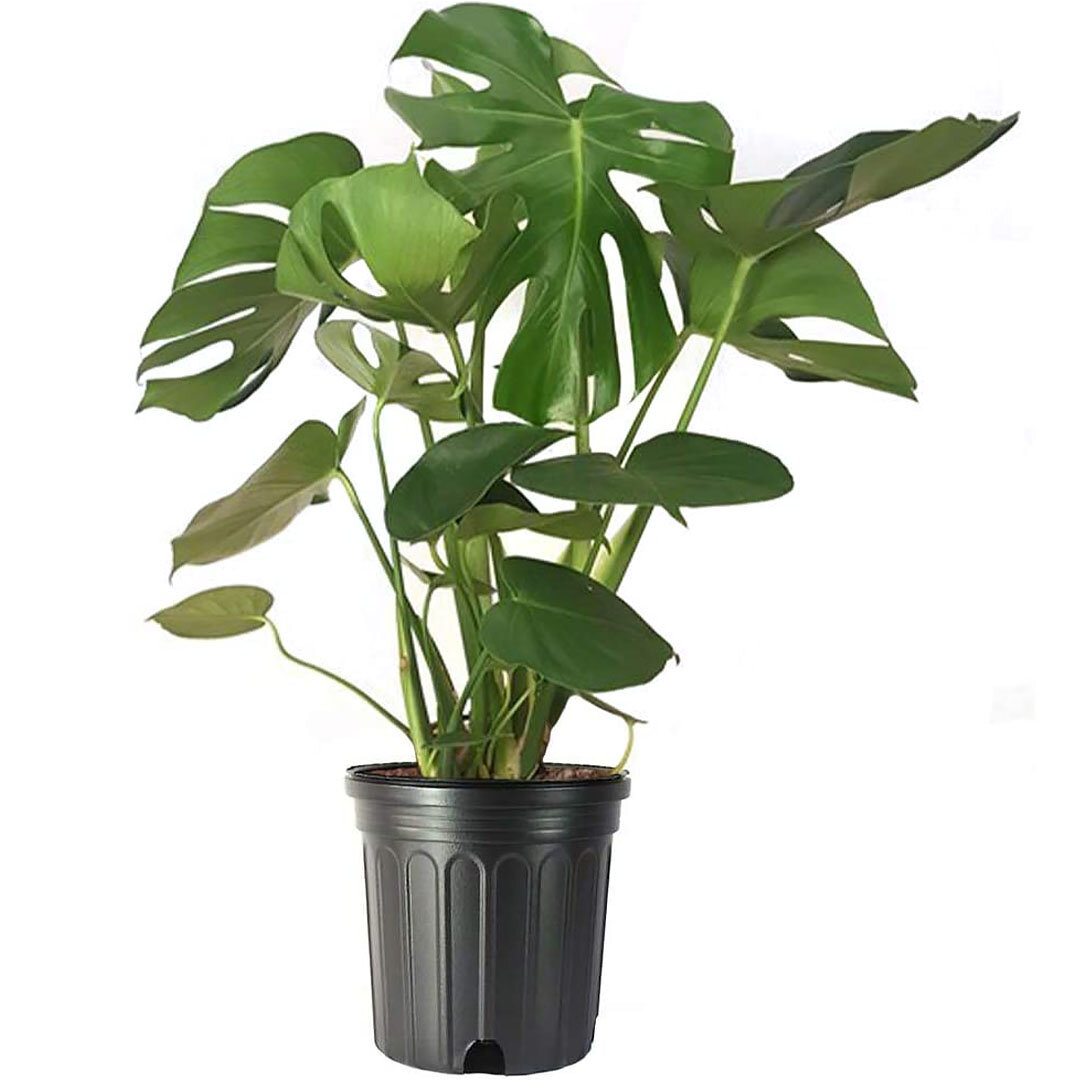 Thai Constellation Monstera - Live Plant in a 4 Inch Nursery Pot - Monstera  deliciosa 'Thai Constellation' - Extremely Rare Indoor Houseplant