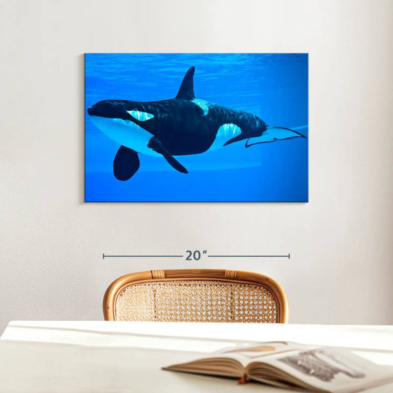 Brampt Friendly Killer Whale, 16" H x 24" W