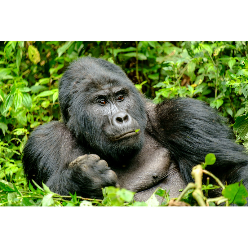 Fjodor Mountain Gorilla sur toile, H 8 po x l 12 po