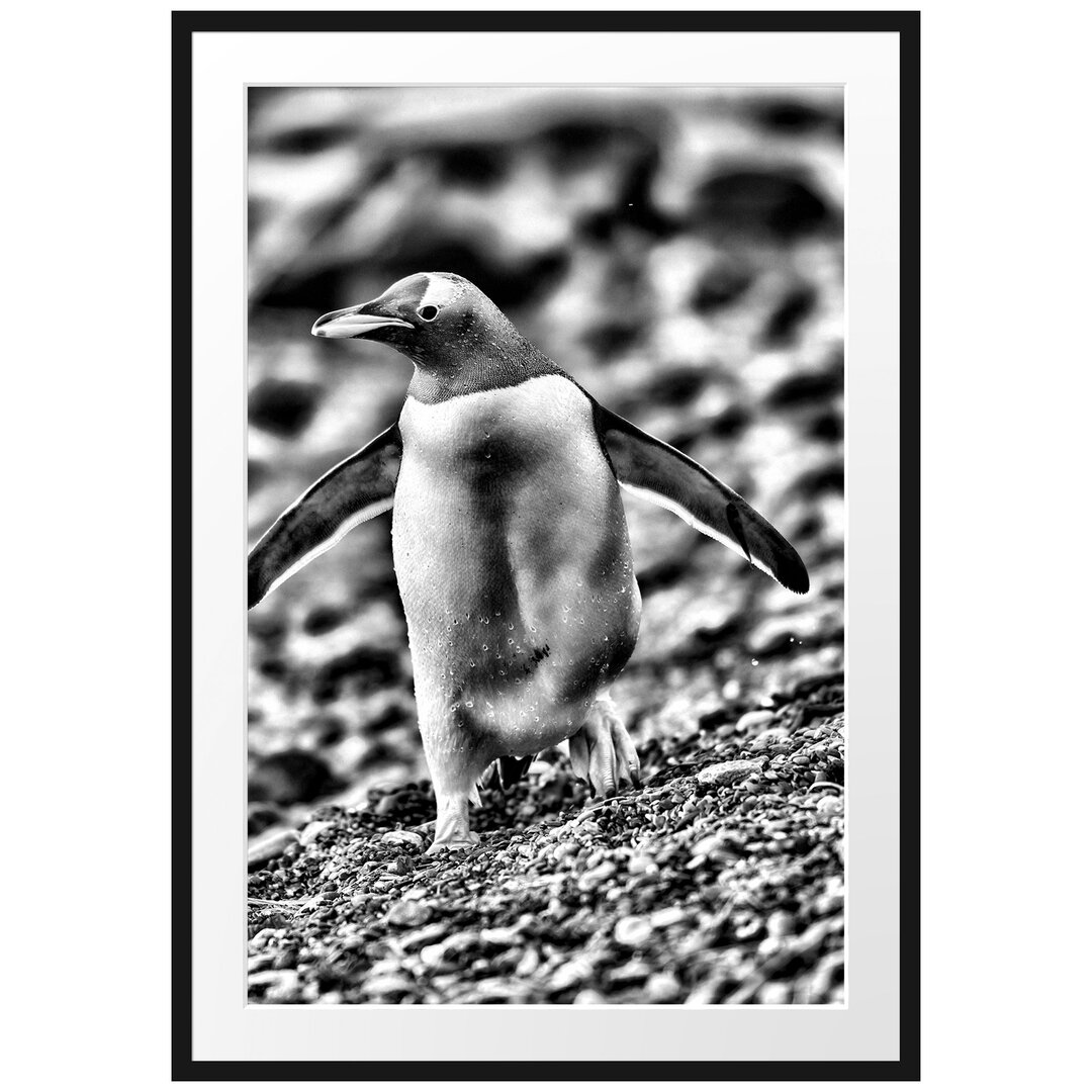 Gerahmtes Poster Pinguine