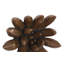 Compactum Succulent Wall Art, Imperial Bronze
