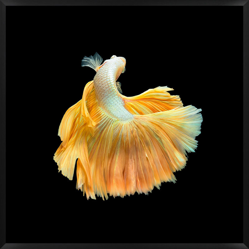 Halfmoon Betta 3 Framed Photographic Print