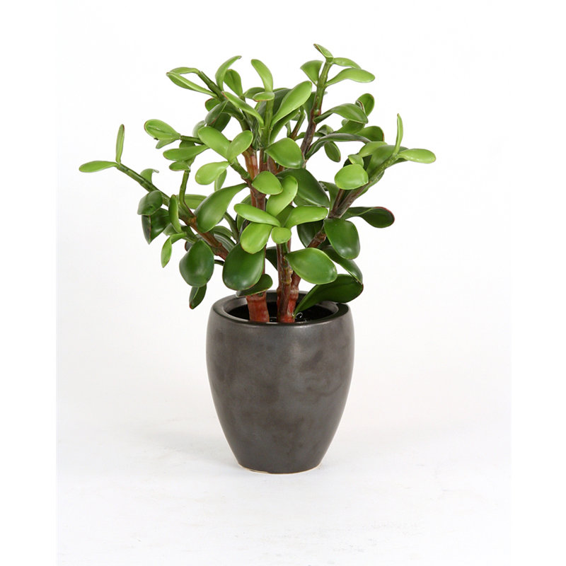 Jade Plant