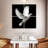 Brampt White Dove-109103271