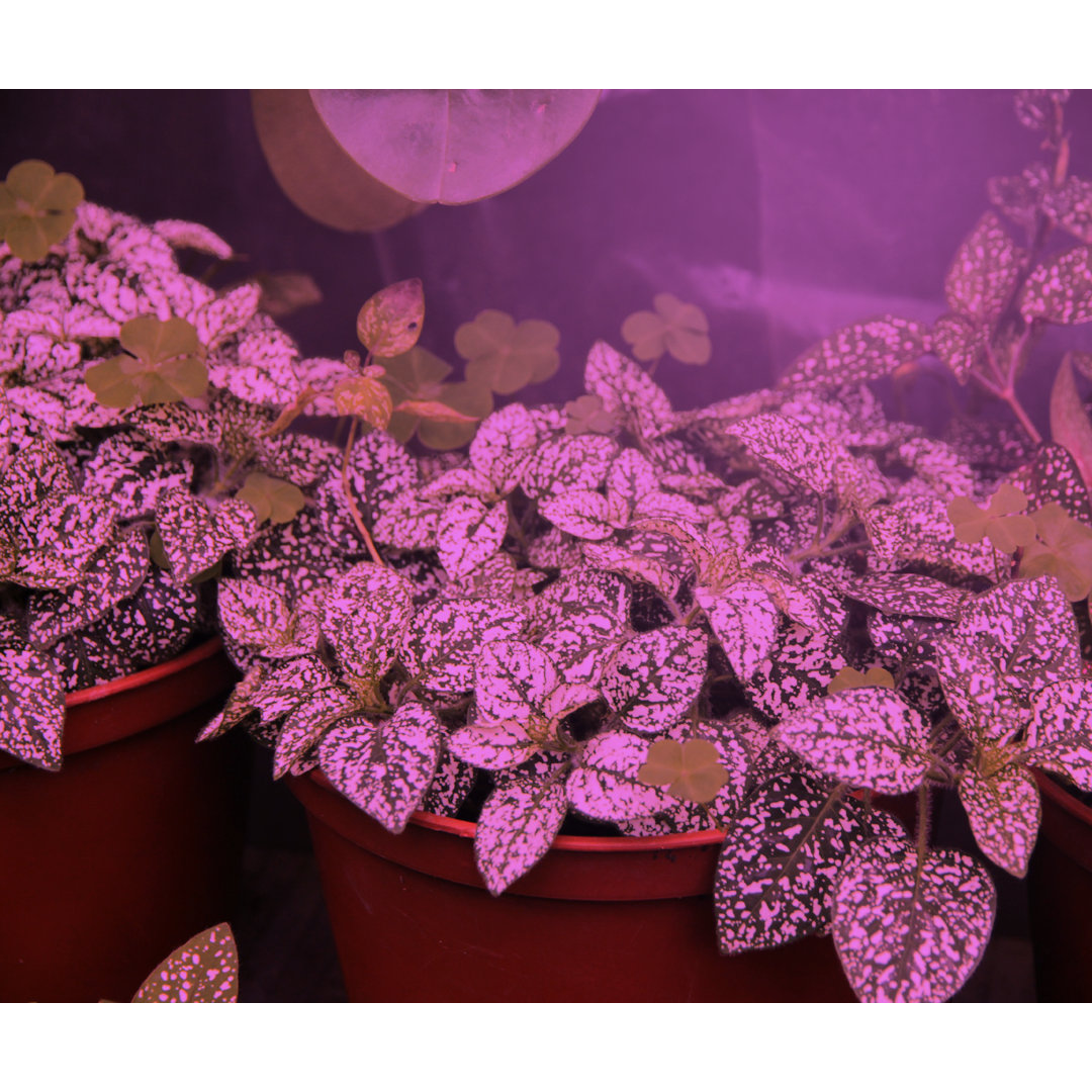 Grow Starter Spectrum Max Hydroponic Grow Light (Set of 2) Miracle LED 