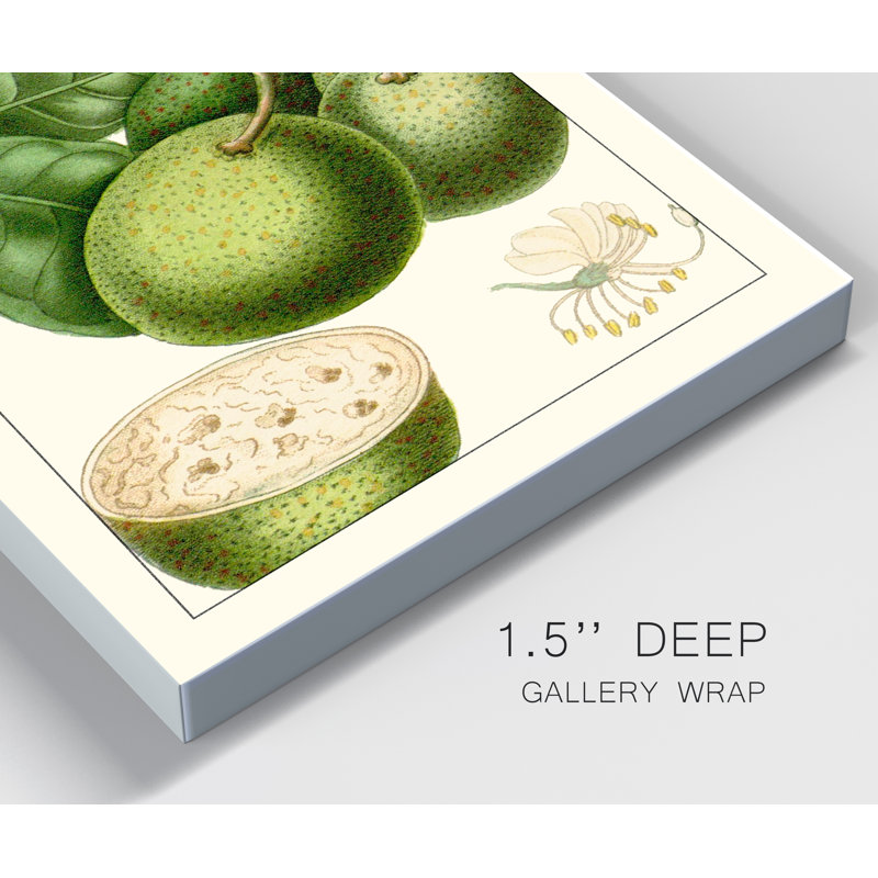 Reproduction d’art sur toile tendue « Turpin Exotic Botanical VI », H 48 po x l 32 po x P 1 po