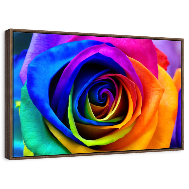 Pétales de rose arc-en-ciel, Cadre flottant noyer, 40 po x 27 po