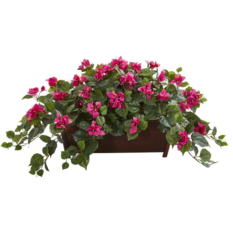 Primrue Bougainvillea Arrangement in Planter - Wayfair Canada