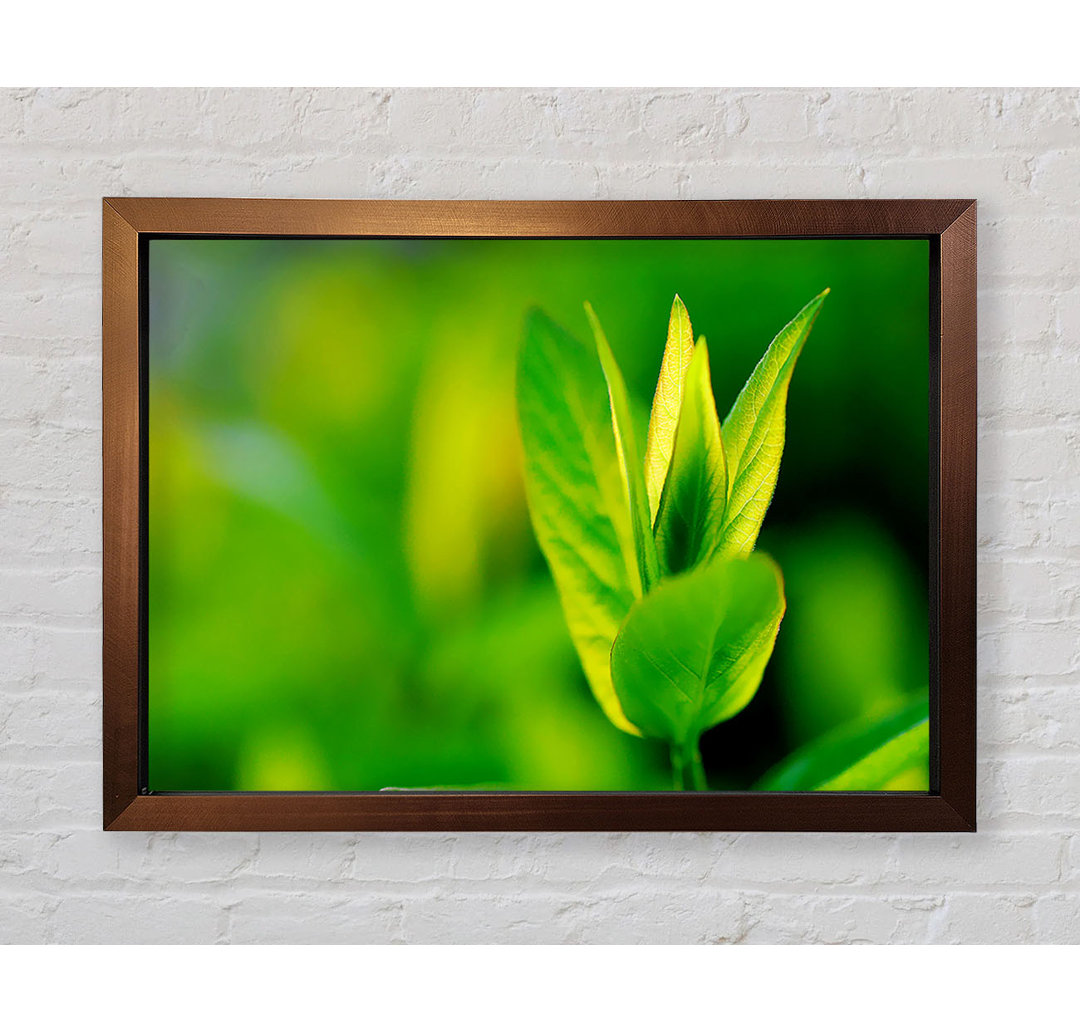 Green Leaf Flower - Einzelner Bilderrahmen Kunstdrucke