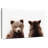 Bear Cub Front And Back Portrait-107704508