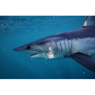 " Shortfin Mako Shark "