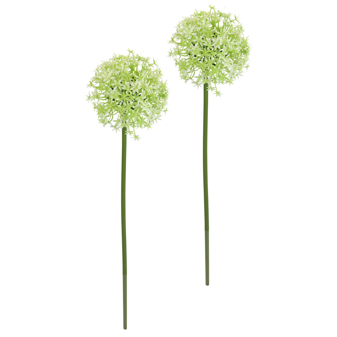 Allium Zierlauch Zweig