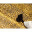 Tapis contemporain Arabica couleur espresso