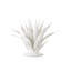 Marjorie Skouras Agave Objet